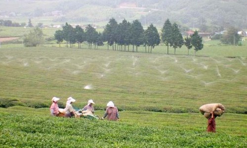 Boseong Green Tea Festival (보성 녹차축제)